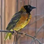 Village Weaver