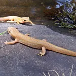 Palmate Newt
