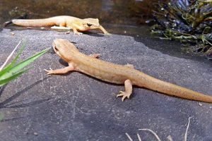 Vinpootsalamander