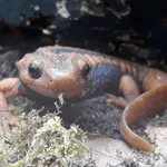 Yunnan Newt