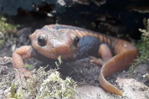 Yunnan Newt
