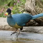 Great Blue Turaco