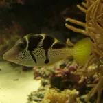 False Puffer