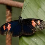 Heliconius melpomene xenoclea