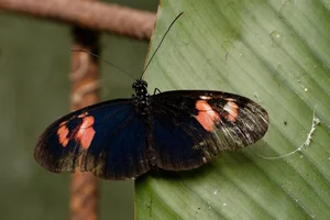 Heliconius melpomene xenoclea