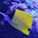 Forceps fish, Longnose butterfly fish, Longnose butterflyfish