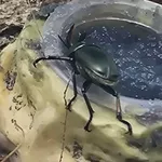 Bronze Elkhorn Stag Beetle