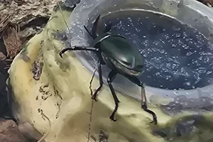 Bronze Elkhorn Stag Beetle