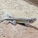 Zebra-tailed Lizard