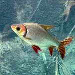 Semaprochilodus kneri