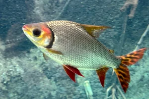 Semaprochilodus kneri