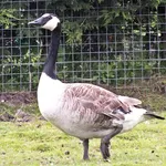 Canada Goose