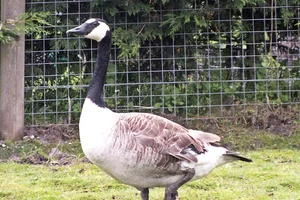 Grote Canadese gans (maxima)