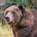 brown bear