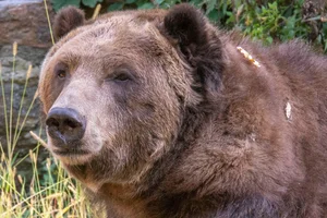 Grizzlybeer