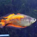 Parkinson’s Rainbowfish