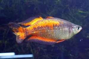 Parkinson’s Rainbowfish