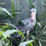 Shoebill