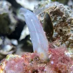 Vase tunicate