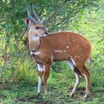 Bushbuck
