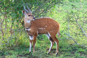 Bushbuck