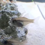 Threadfin Cardinalfish