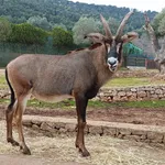 Roan Antelope