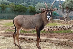 Roanantilope