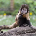 Buff-headed Capuchin