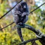 gray wooly monkey