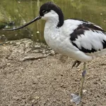 Avocet