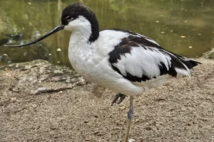 Kluut