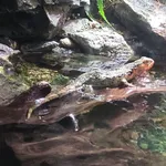 White Cloud Mountain Minnow
