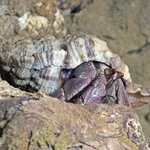 Land Hermit Crab