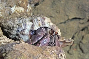 Caraïbische heremietkreeft