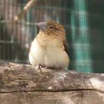 African Silverbill