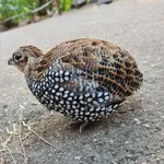 Montezuma Quail