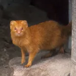 Common Slender Mongoose
