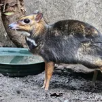 Balabac Mouse Deer