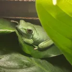 Montevideo Treefrog