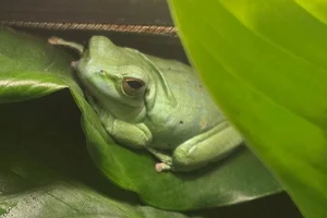 Montevideo Treefrog