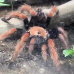 Mexican fireleg