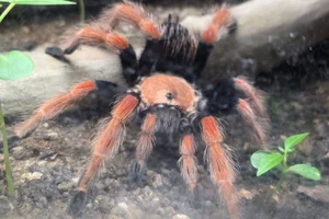 Mexicaanse Roodpootvogelspin