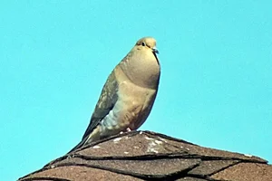 Treurduif