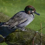 Common Teal