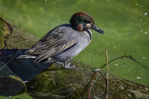 Wintertaling