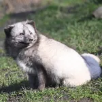 Arctic Fox