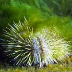 Green Sea Urchin
