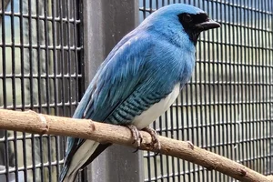 Zwaluwtangare