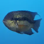 Blue Acara